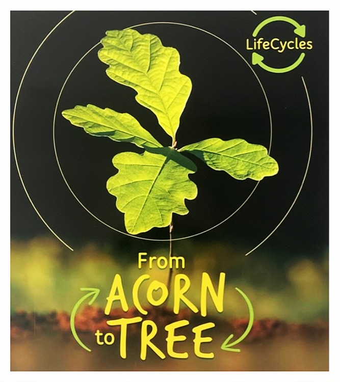 Lifecycles: Acorn to Tree