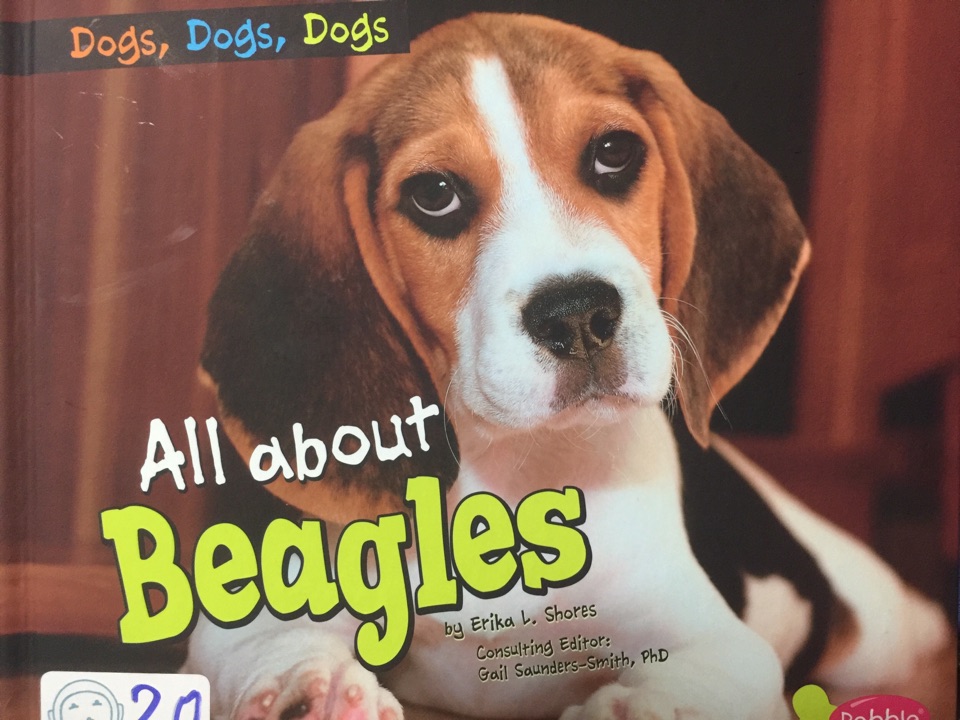 All about Beagles