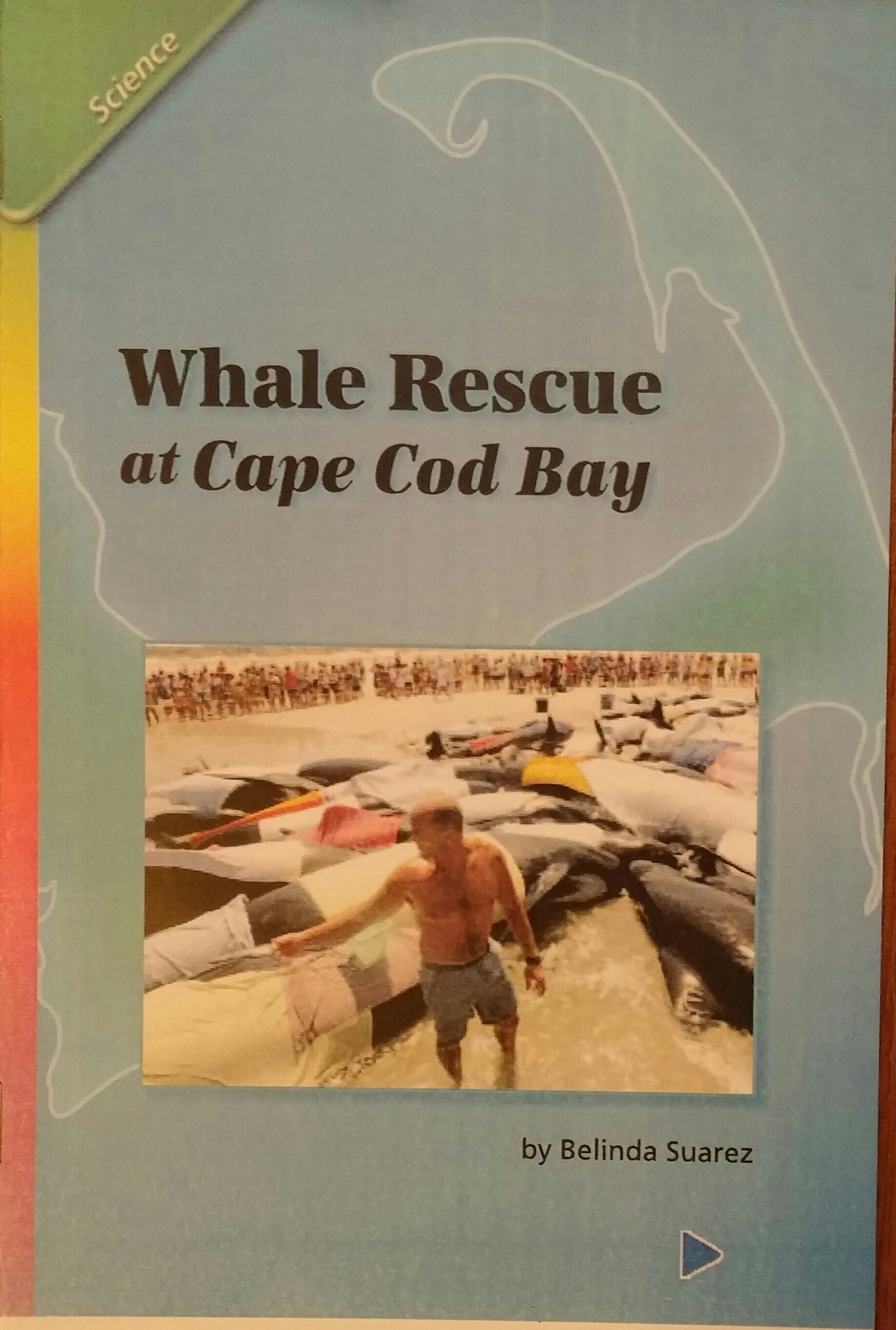 Whale rescue at cape cod Bay