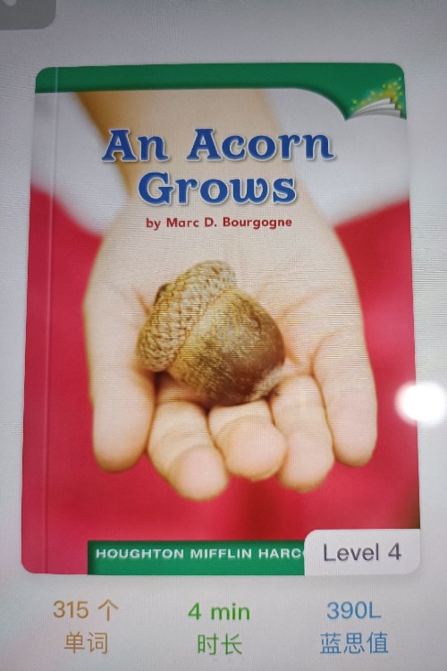 An acorn grows