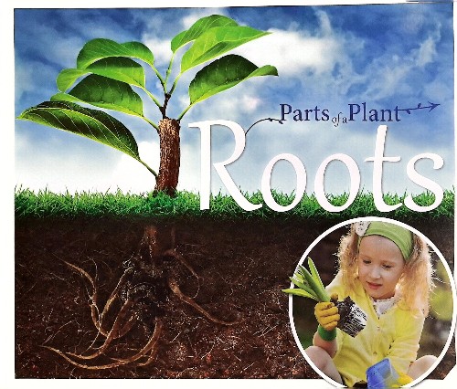 roots