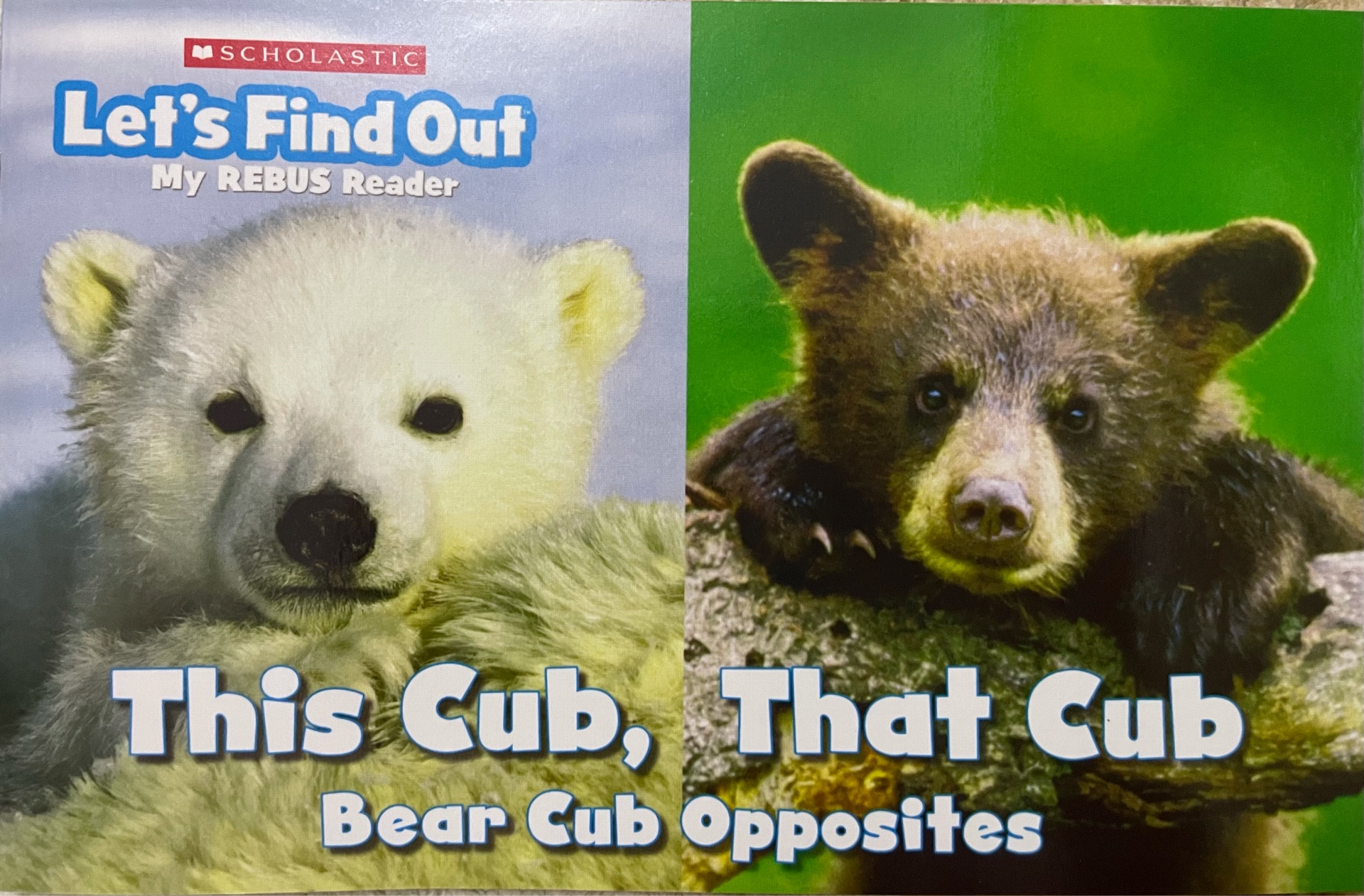 this cub,that cub bear cub opposites