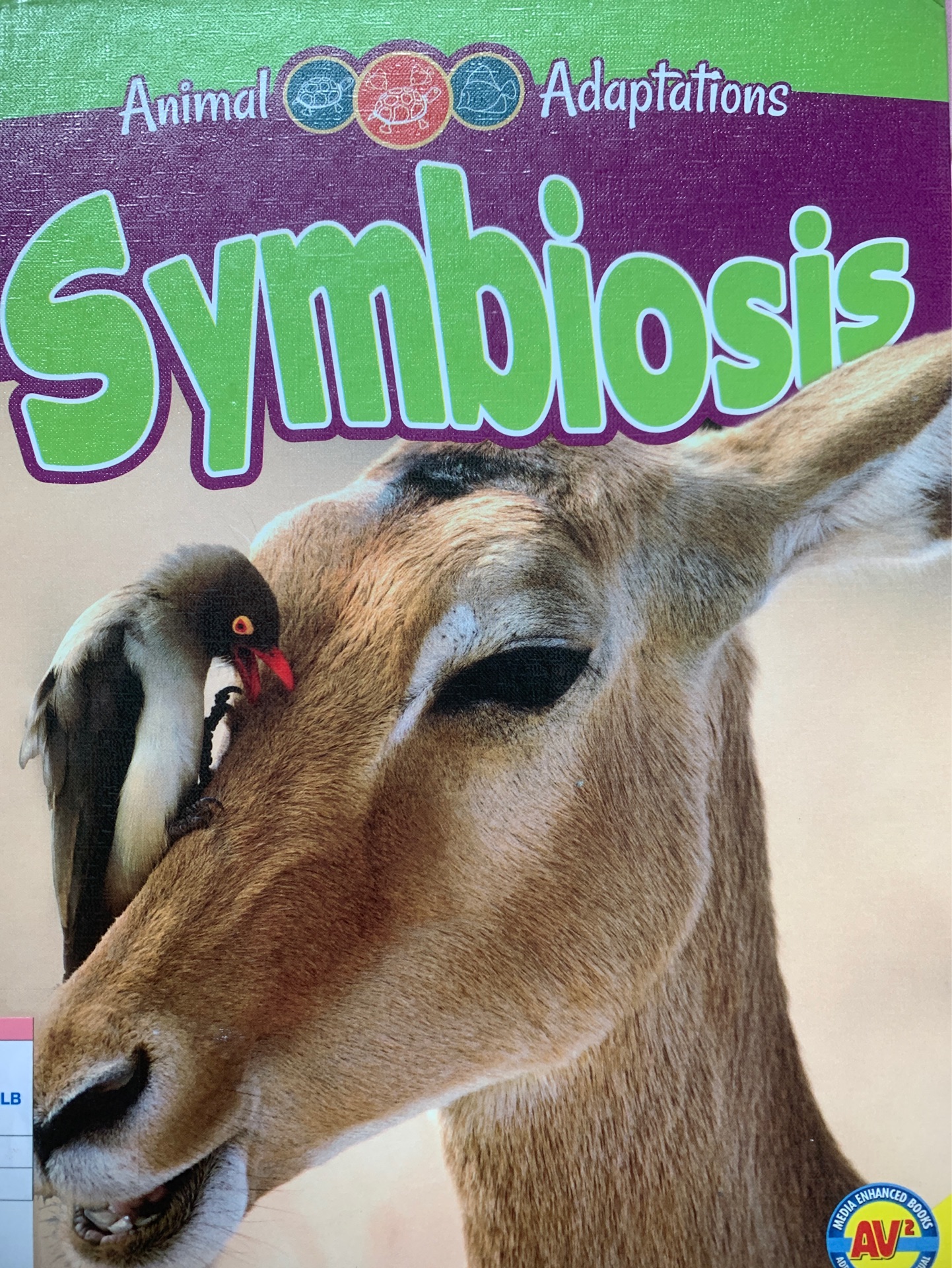 Animal adaptations symbiosis