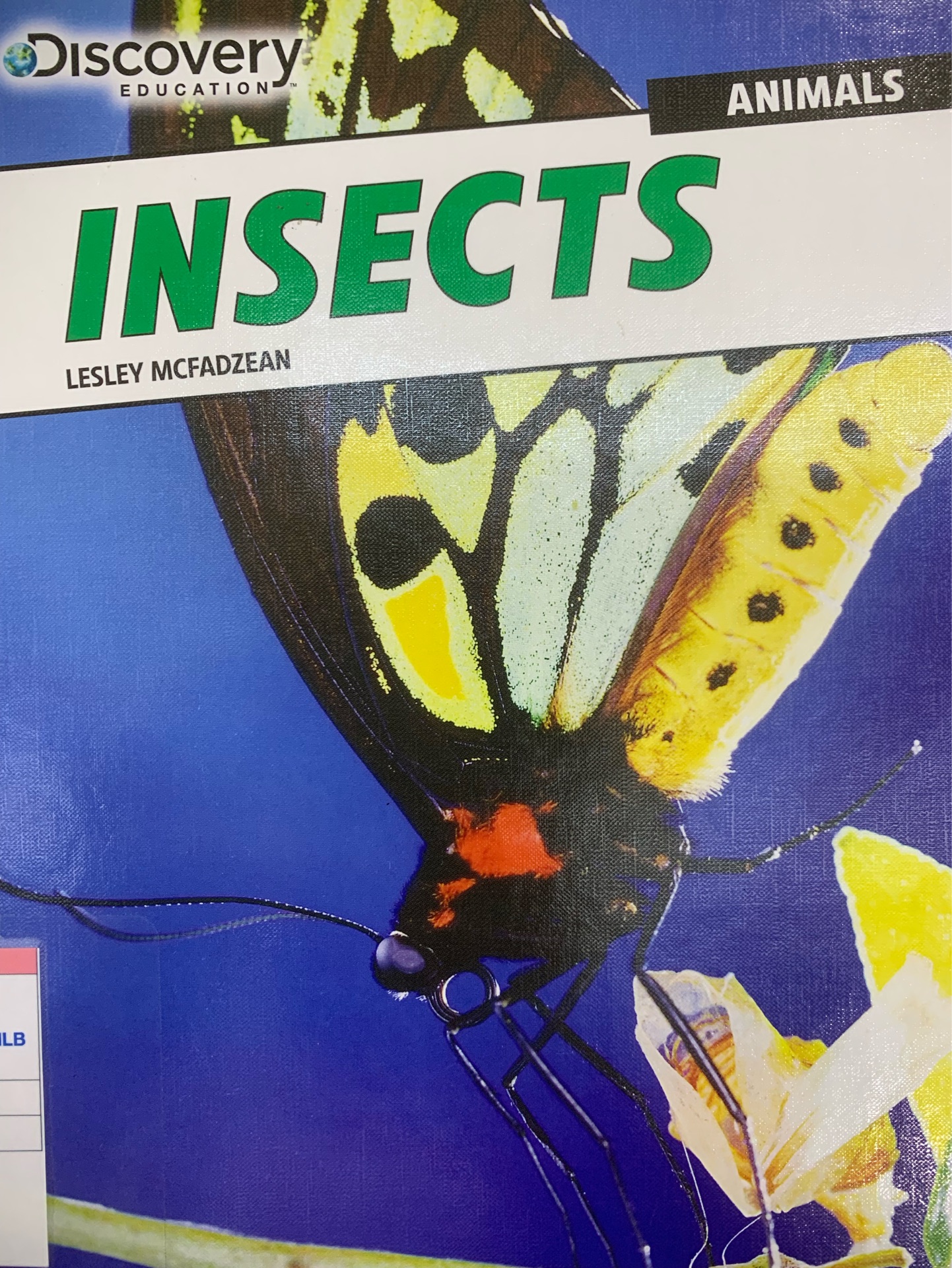 Insects