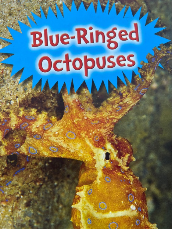 Blue-ringed octopuses