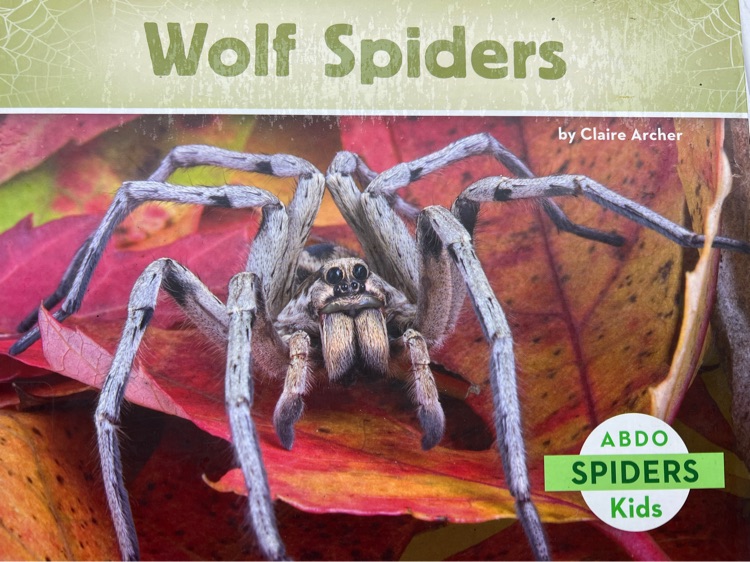 Wolf spiders