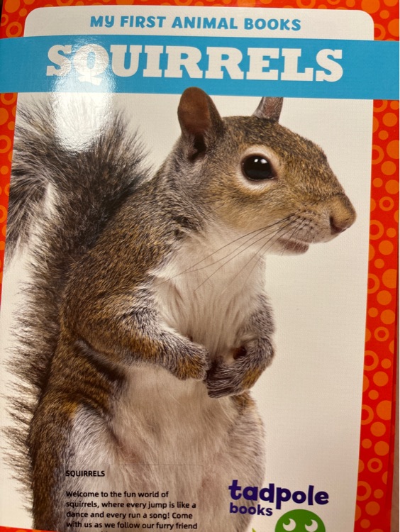 Squirrels