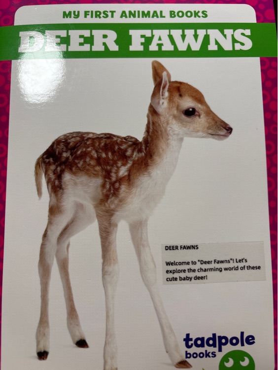 Deer fawns