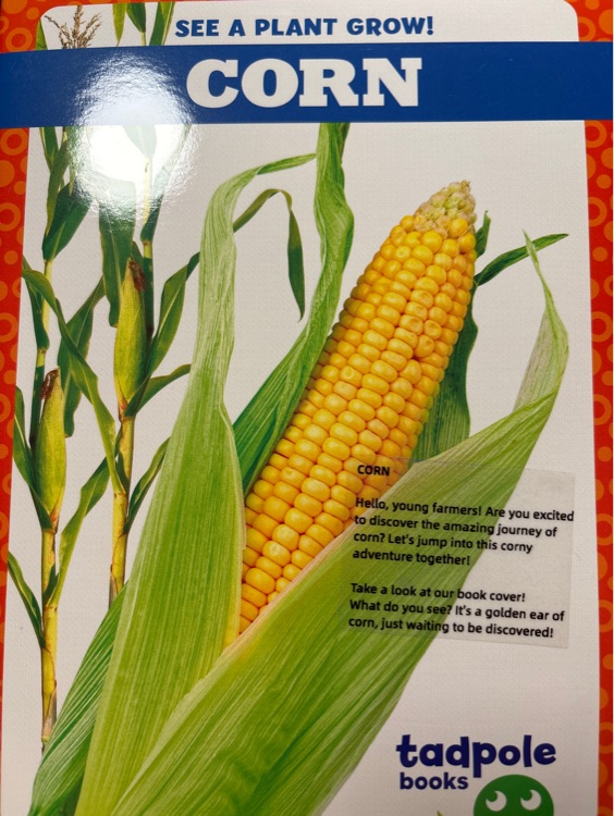 Corn