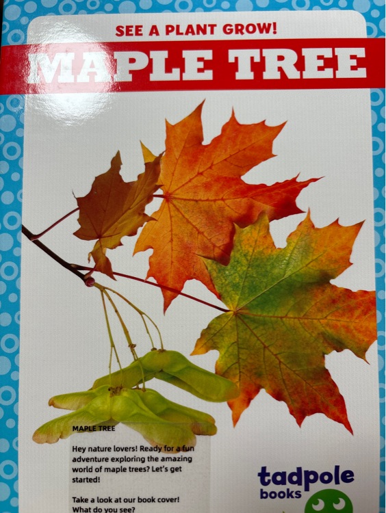 Maple tree