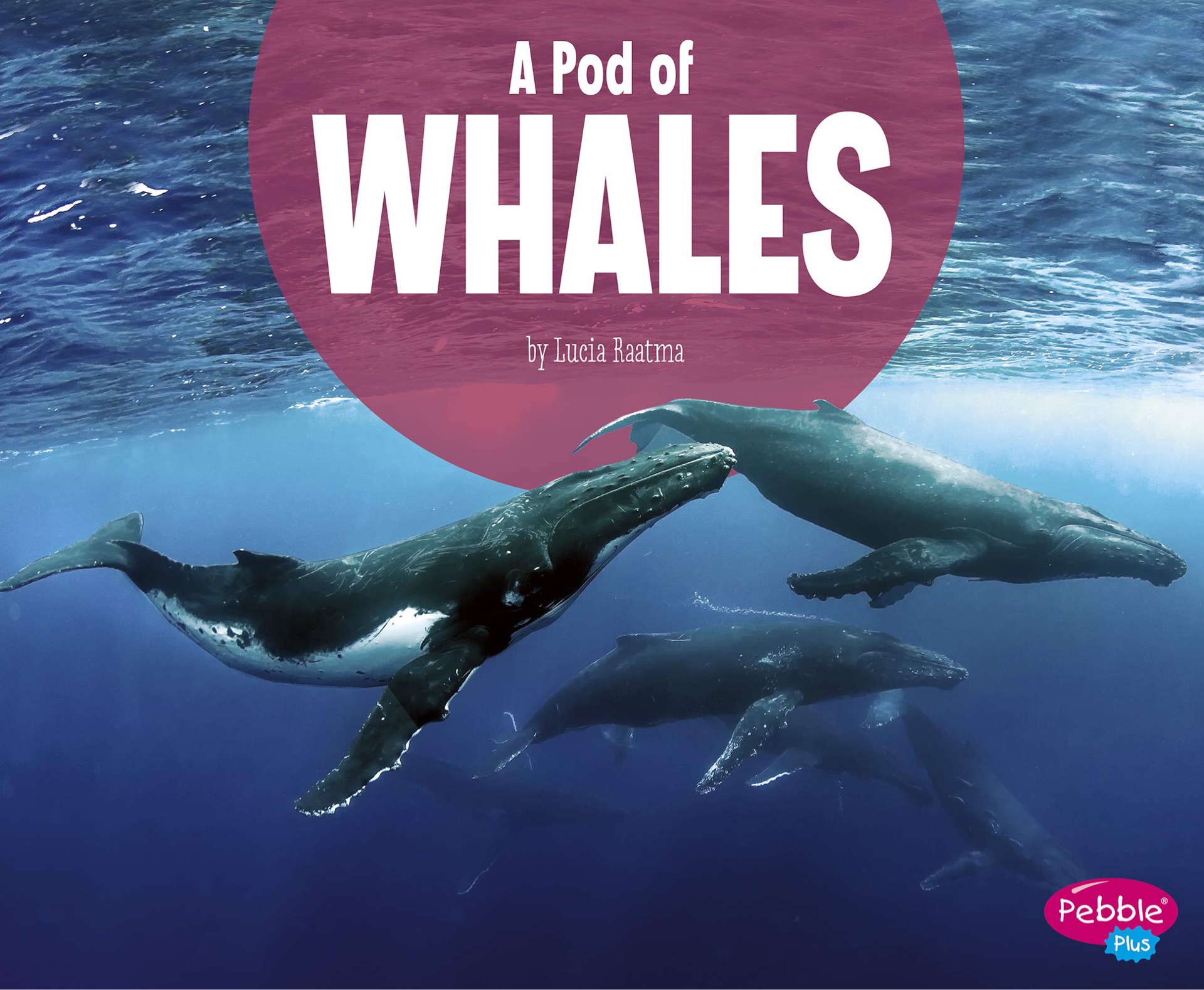 A pod of whales