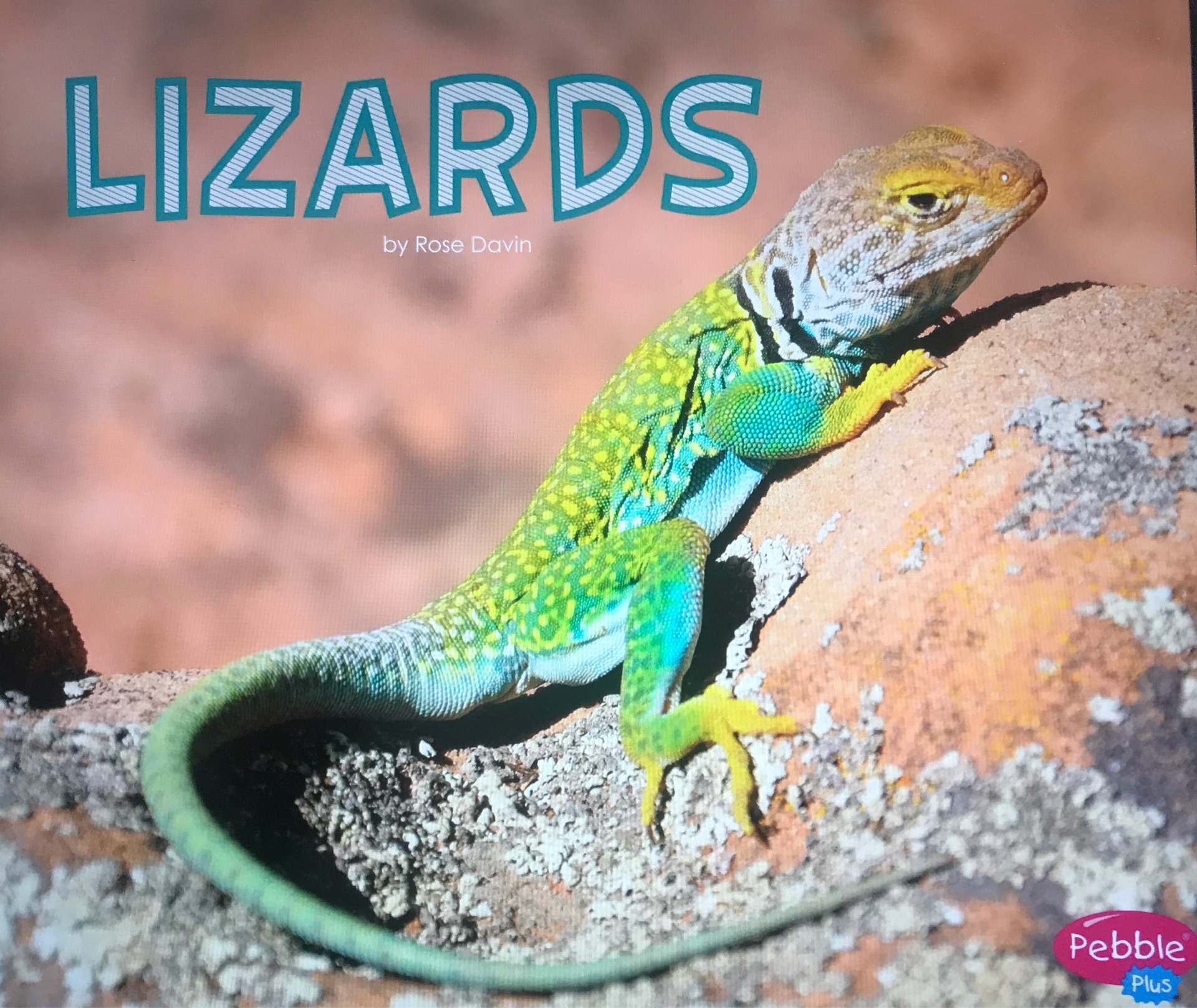 Lizards