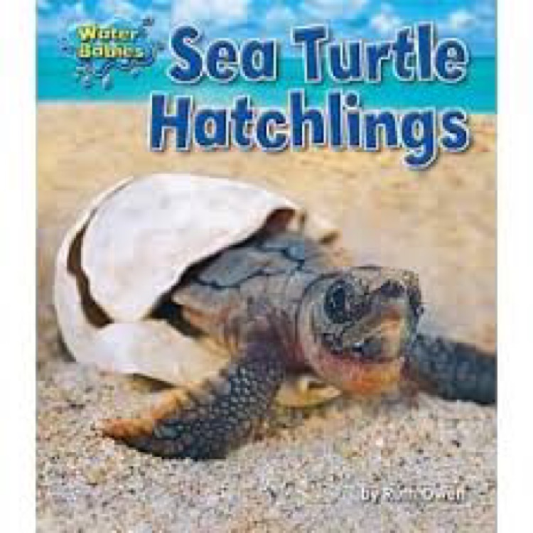 Sea turtle hatchings