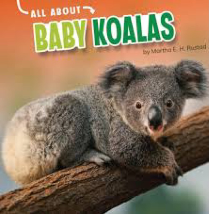 All about baby koalas