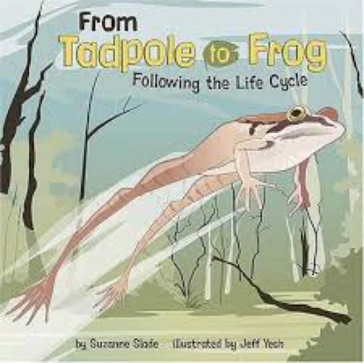 From Tadpole to Frog: Following the Life Cycle