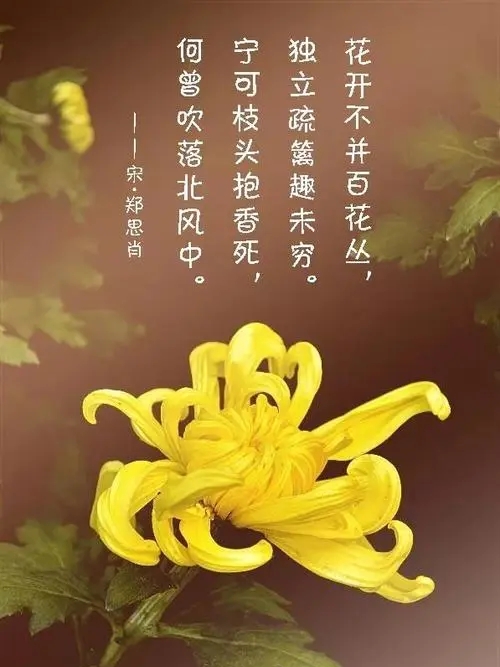 (古詩)《寒菊》[宋]鄭思肖