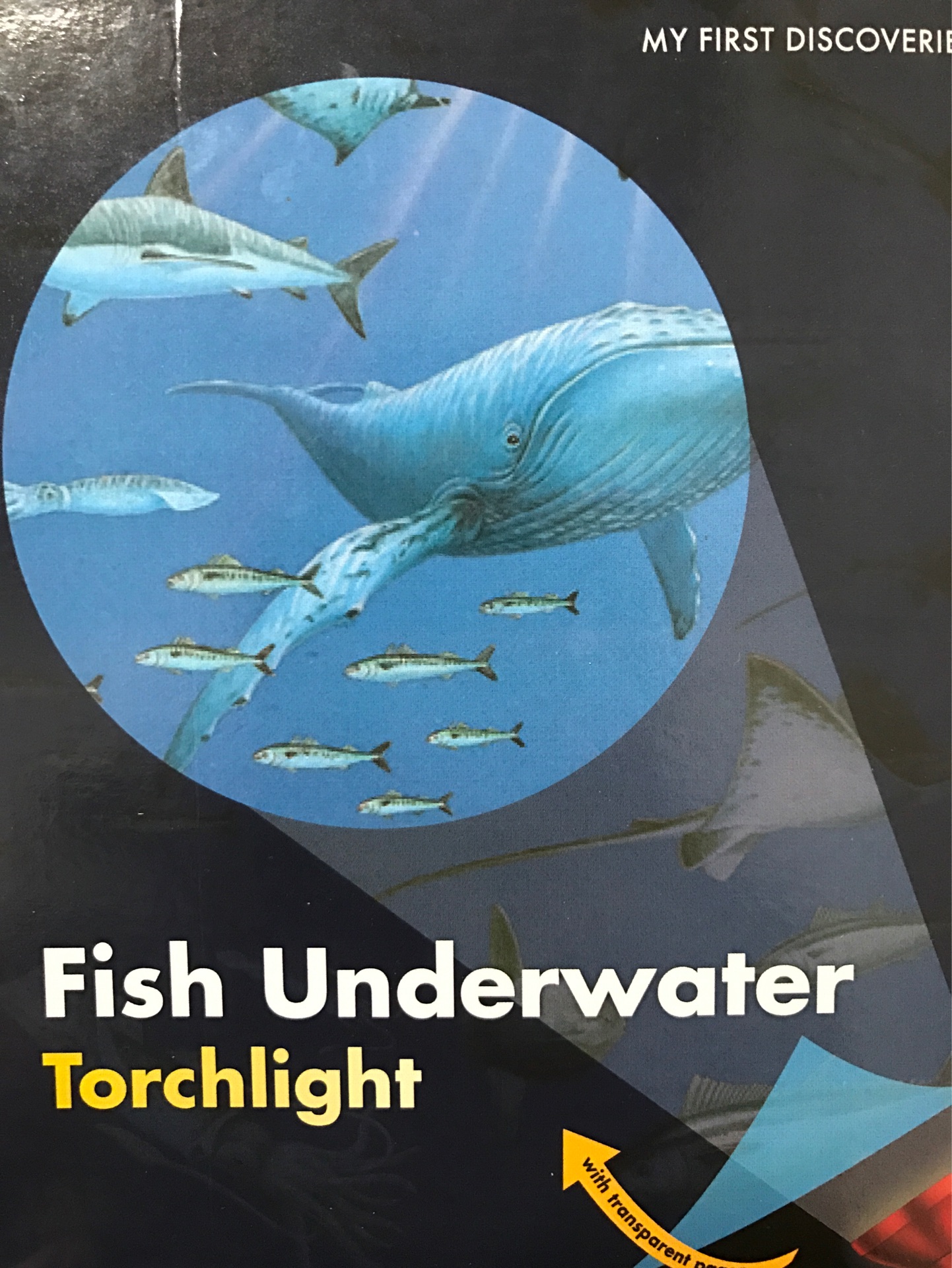 Fish Underwater Torchlight