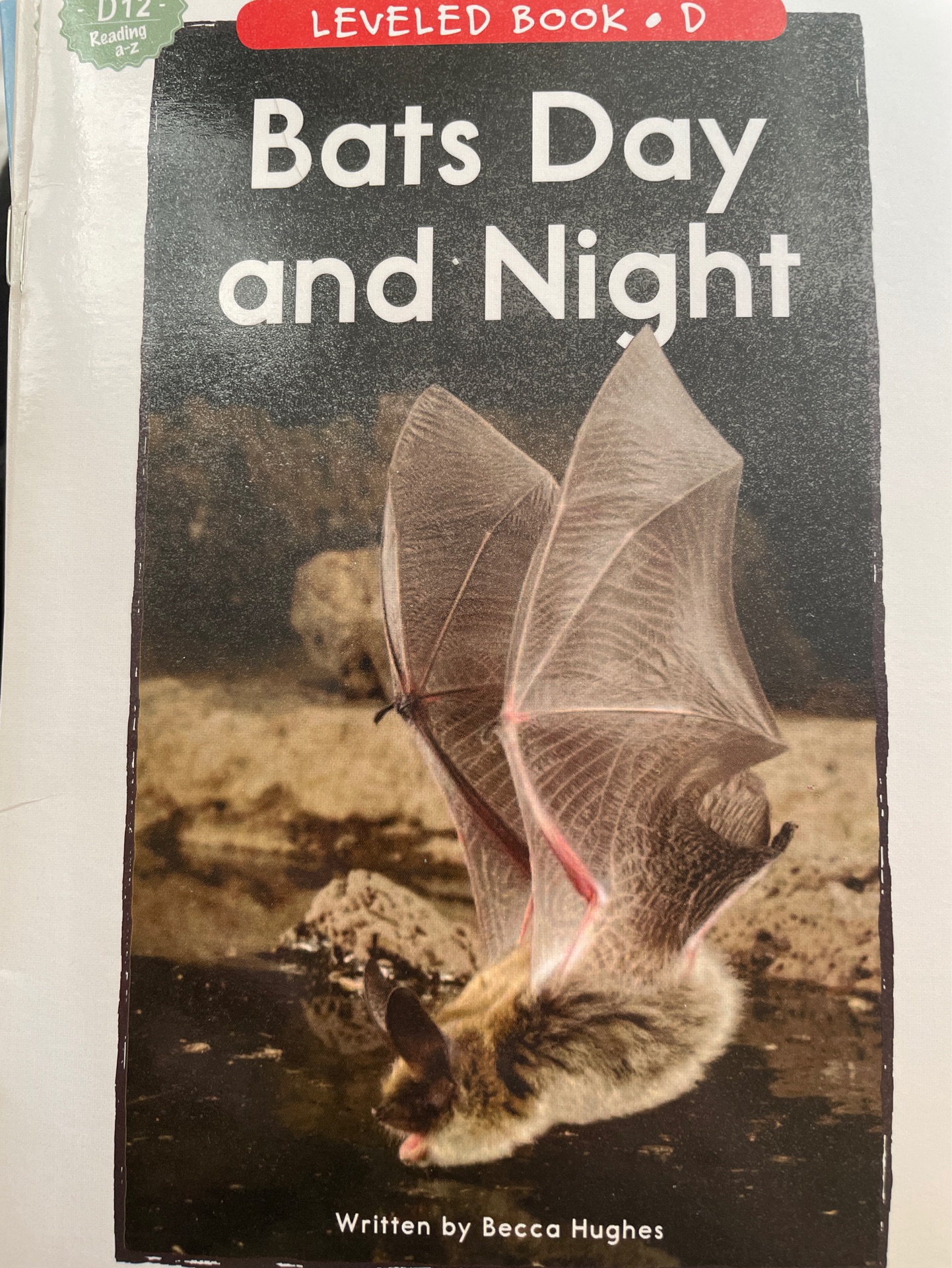 Bats Day and Night