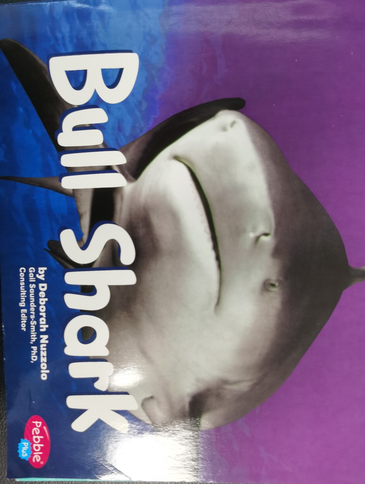 Bull Shark