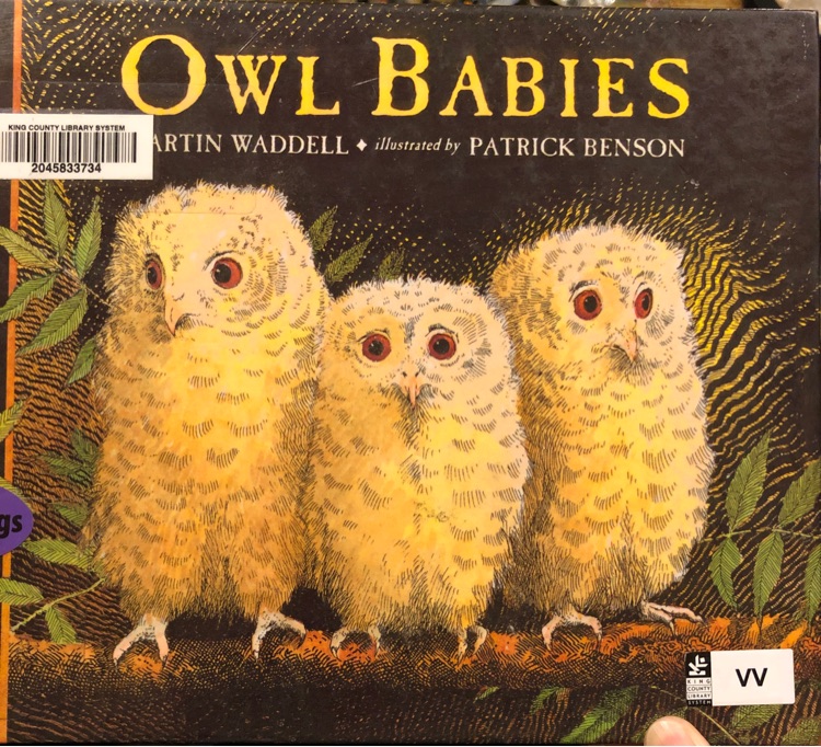 Owl babies