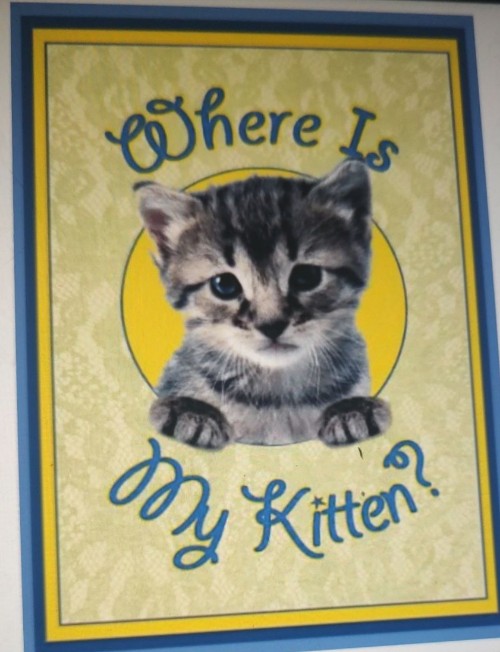 Where is my kitten