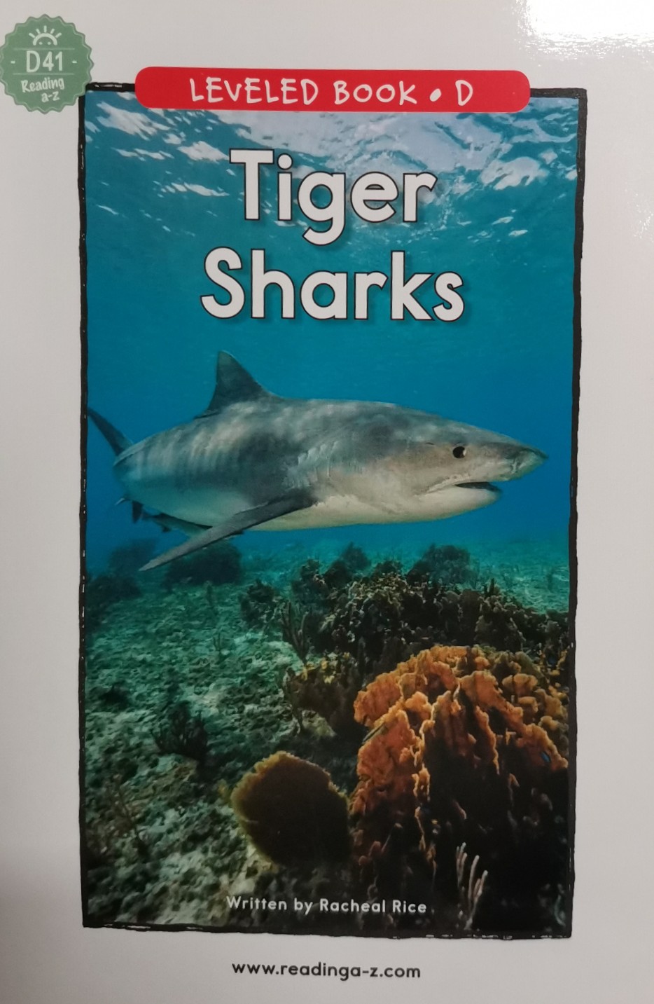 Raz D—41 Tiger sharks