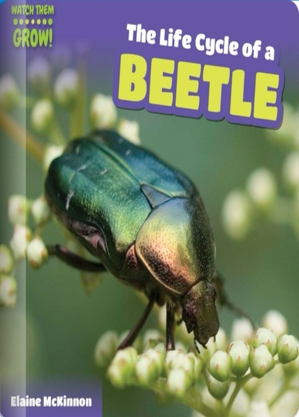 The Life Cycle of a Beetle (Rosen G)