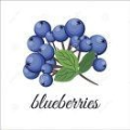 Blueberry7324186