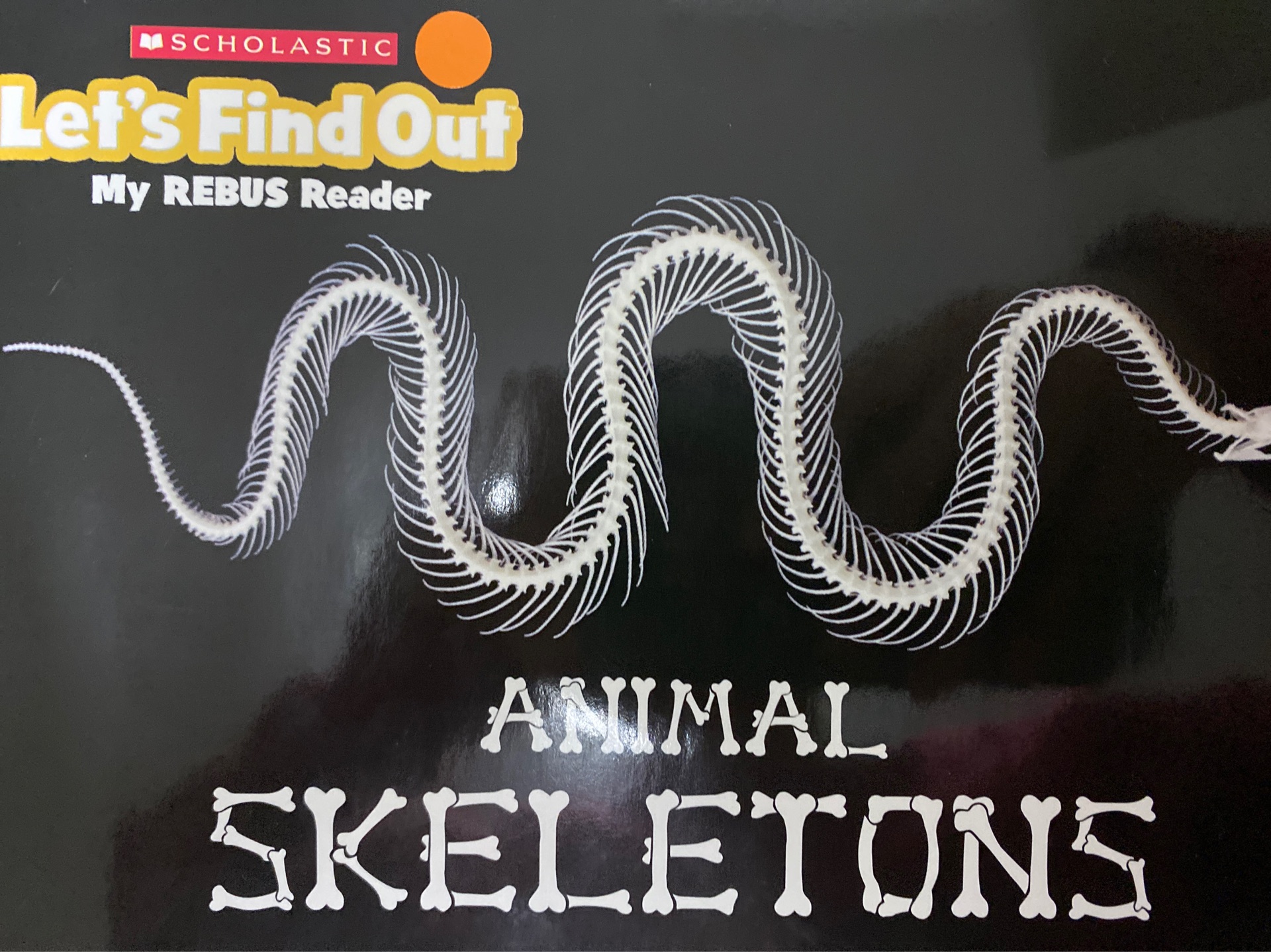 Animal Skeletons