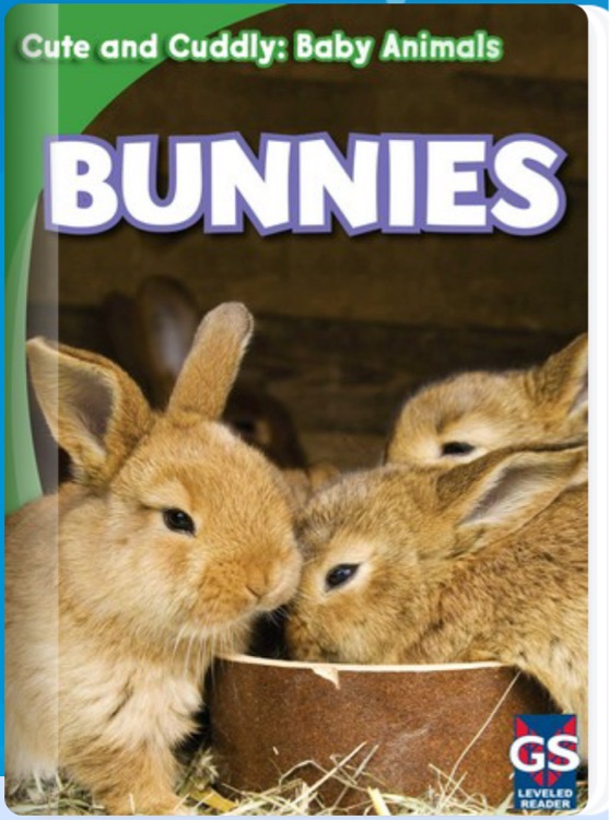 Bunnies