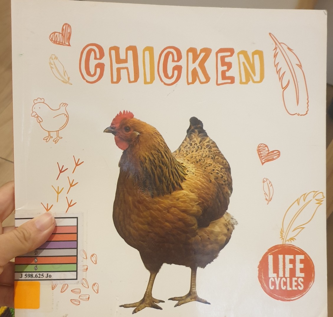 chicken life cycles