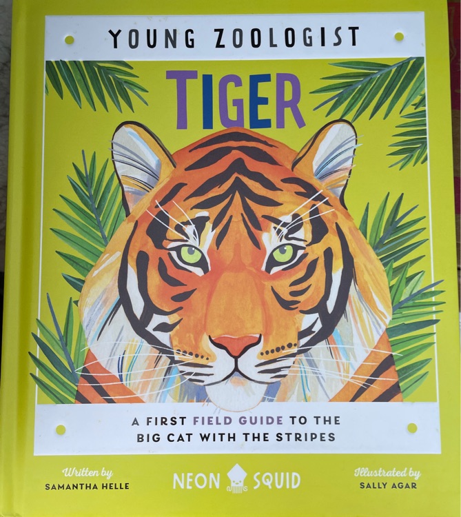 Young zoologist tiger