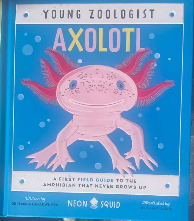 Young zoologist axolotl