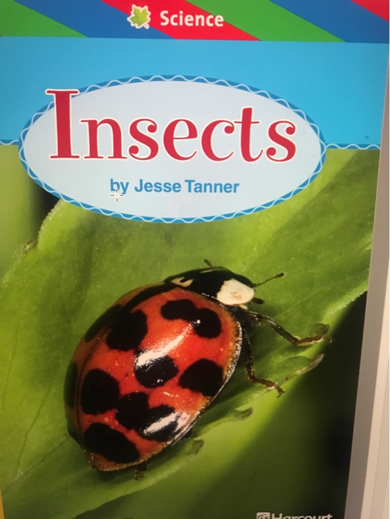 insects