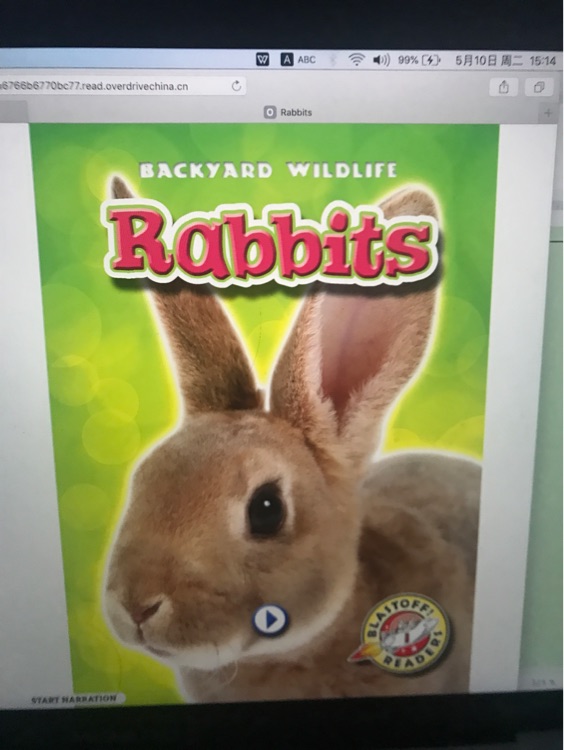 Rabbit