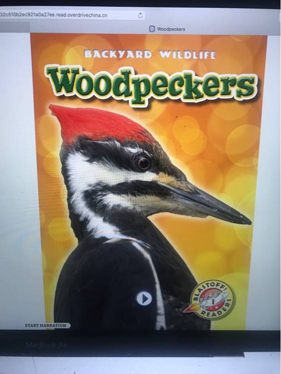 Woodpeckers