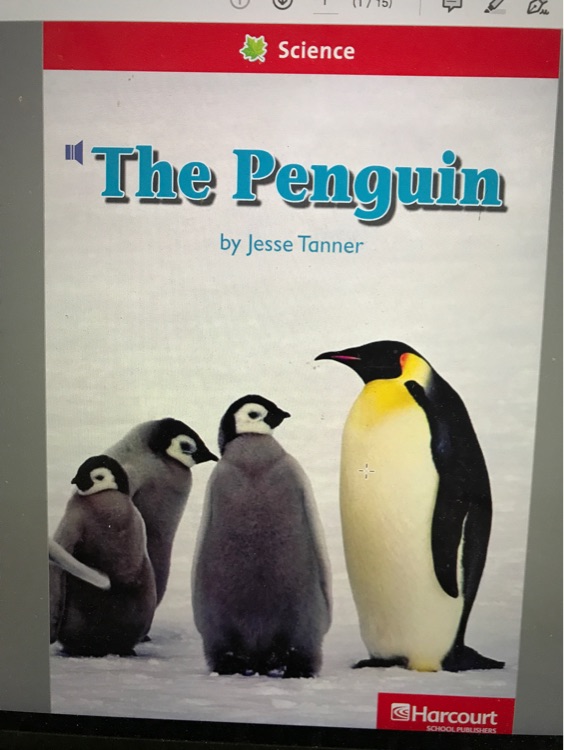 The penguin