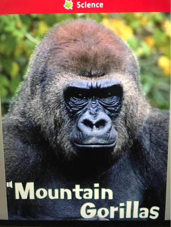 Mountain gorrilla