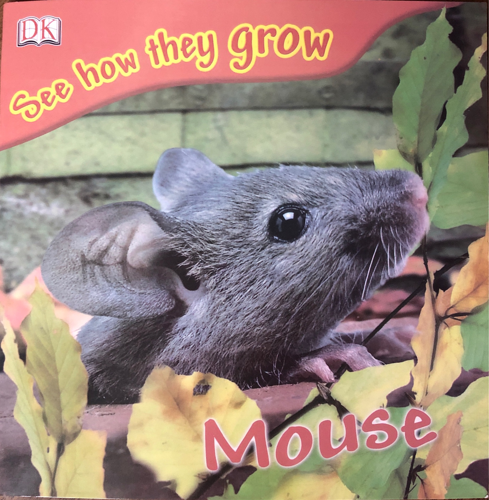 Mouse(see  how they grow)