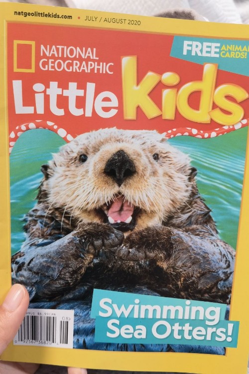 swimming sea otters