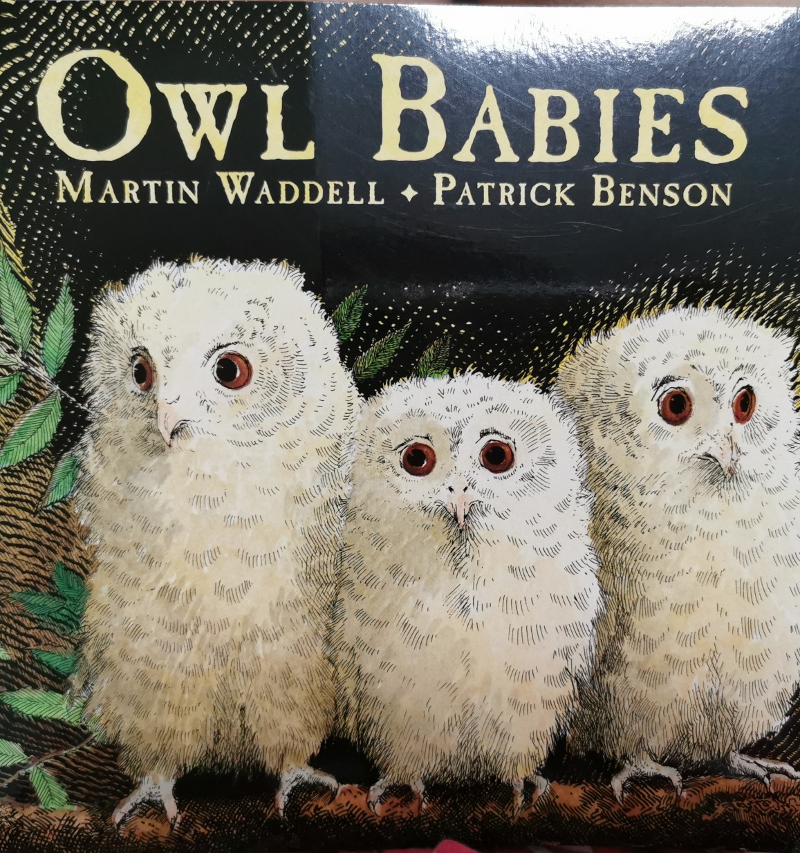 Owl Babies