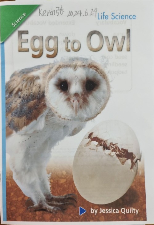 egg to owl