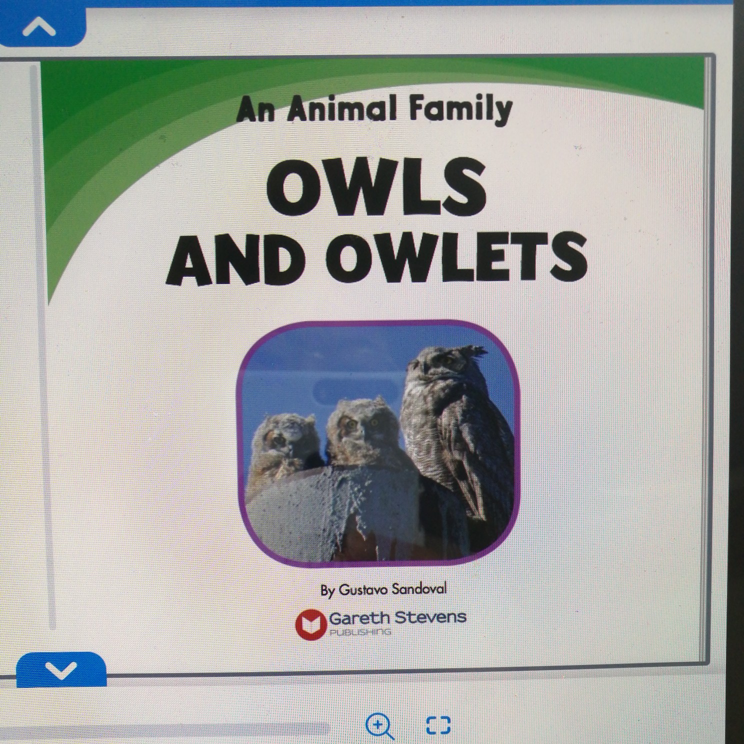 Owls And Owlets