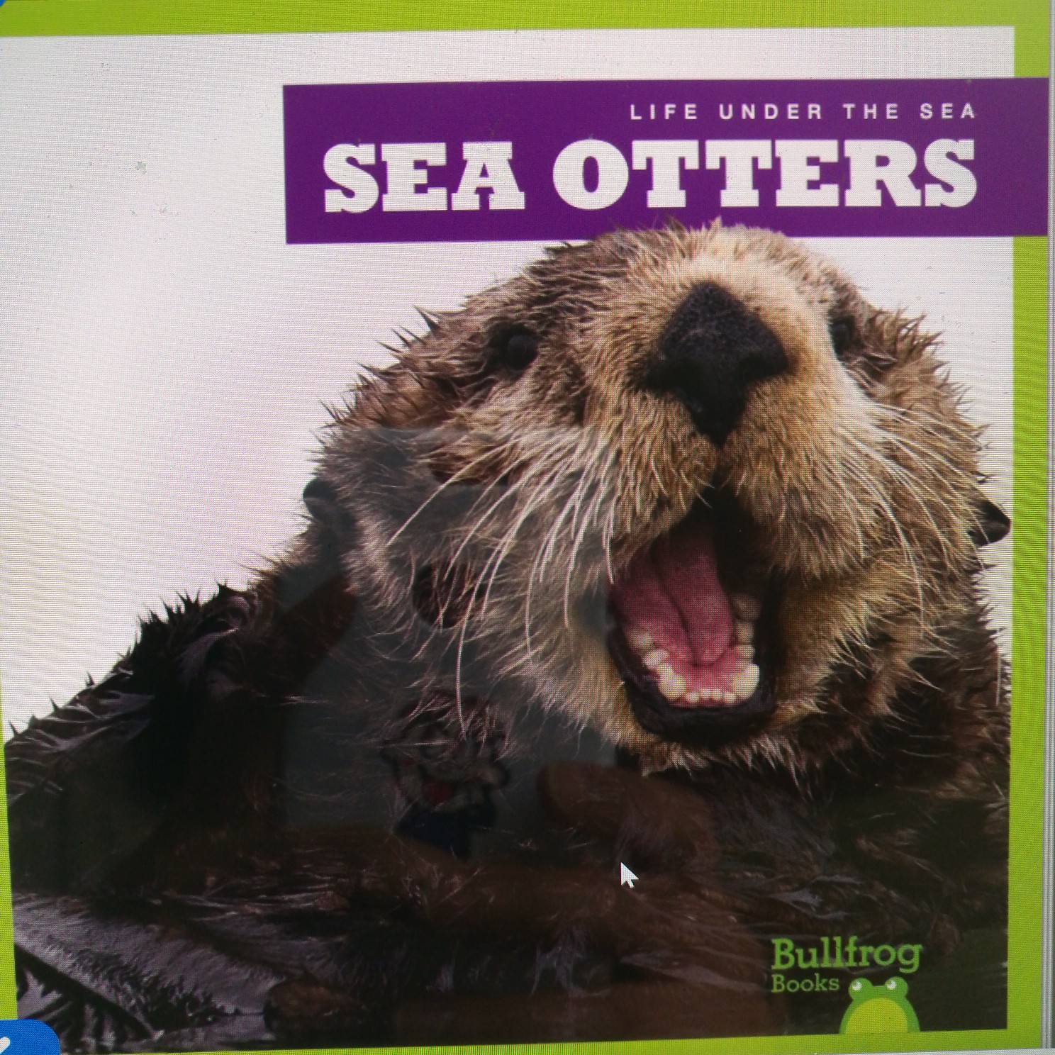 Life Under The Sea: Sea Otters