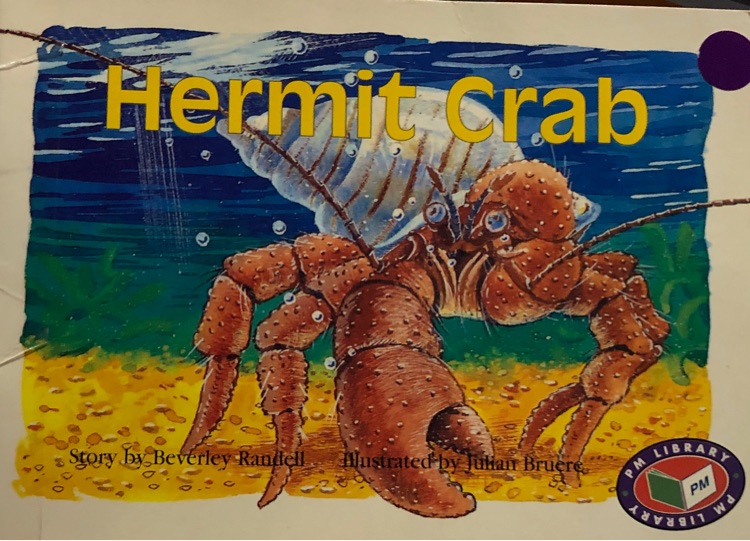 Hermit Crab