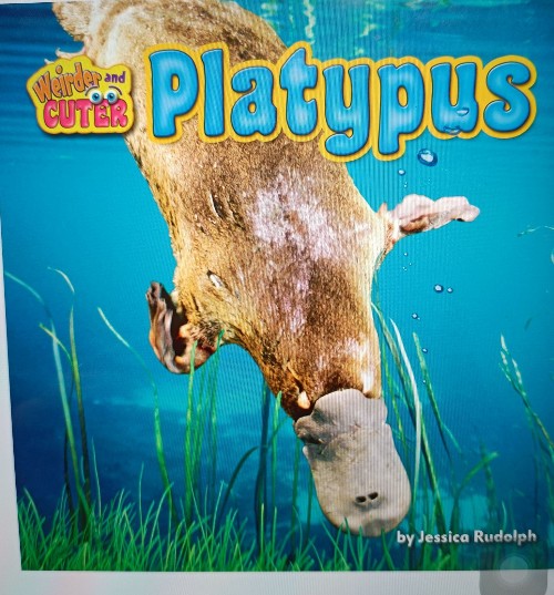 Weirder and Cuter Platypus