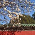 Xuenuoweiai