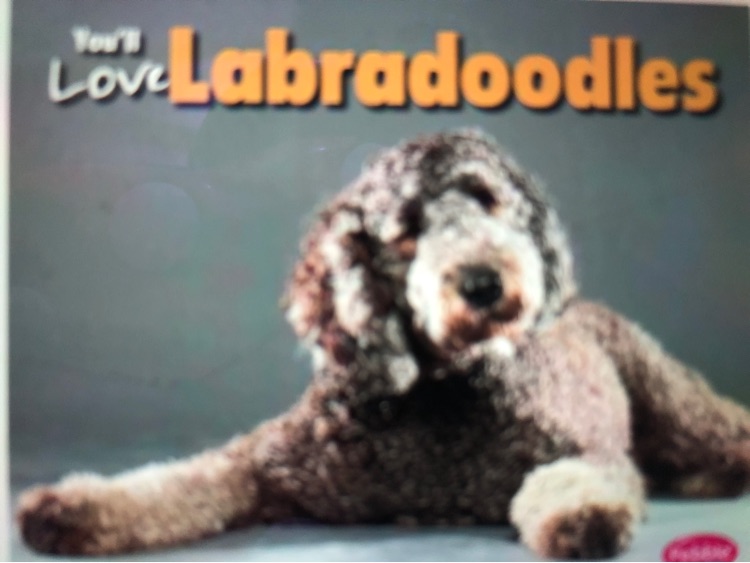 You'll love Labradoodles