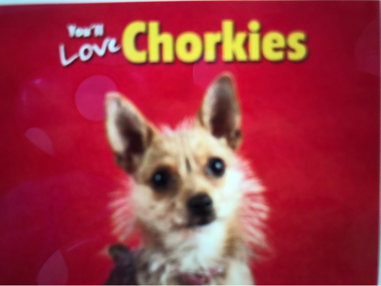 You'll love Chorkies