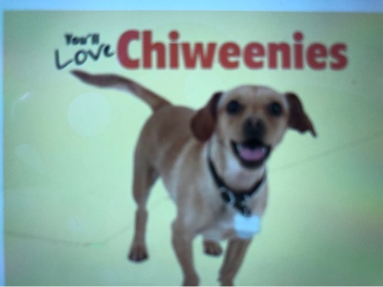 You'll love Chiweenies